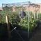 Pop-Up Crop Cage