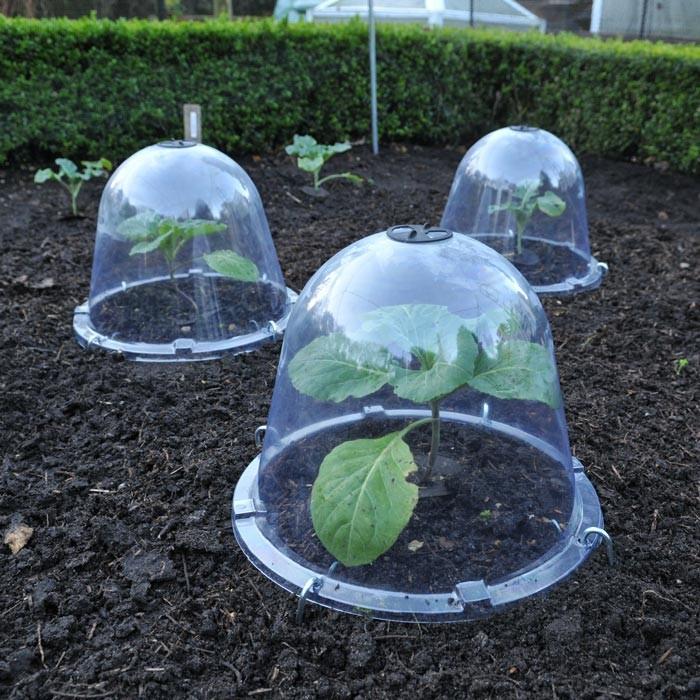 Original Victorian Bell Cloche 3 pack Harrod Horticultural