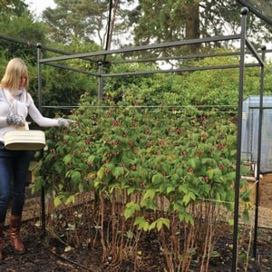 Harrod Steel Fruit Growing Supports