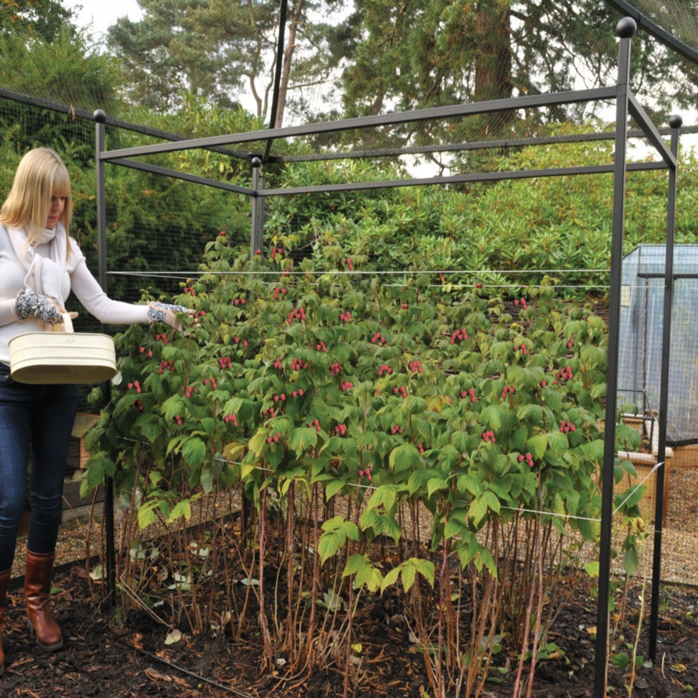 Autumn Raspberry Support Frames Harrod Horticultural