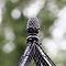 Peak Roof Decorative Steel Fruit Cage