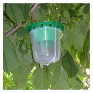 Horse Chestnut Leaf Miner Trap