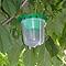 Horse Chestnut Leaf Miner Trap