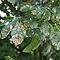 Horse Chestnut Leaf Miner Trap