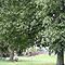 Horse Chestnut Leaf Miner Trap