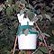 Raspberry Beetle Trap