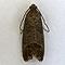 Codling Moth Trap
