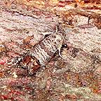 Nemasys Codling Moth Killer