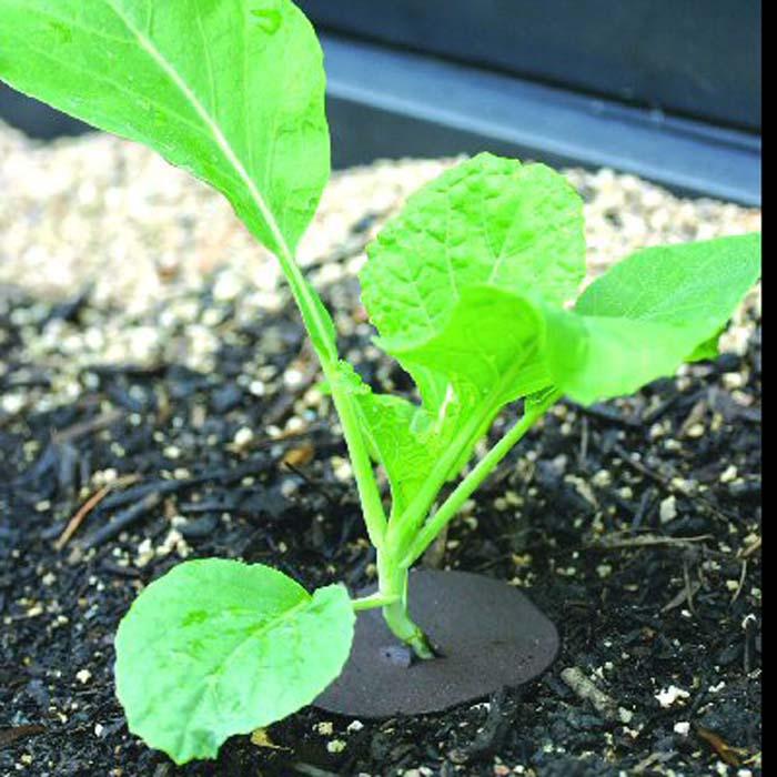 Cabbage Collars (Pack of 30) Harrod Horticultural