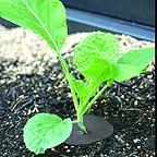 Cabbage Collars (Pack of 30)