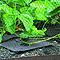 Strawberry Mulch Mats (Pack of 10)