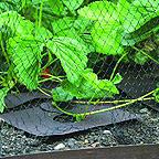Strawberry Mulch Mats (Pack of 10)