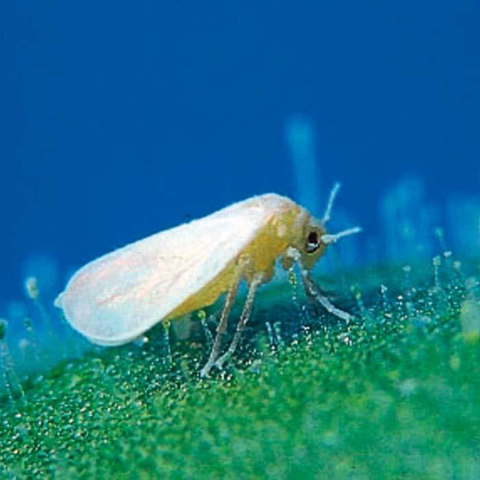 Whitefly Control Natural Pest Control Harrod Horticultural