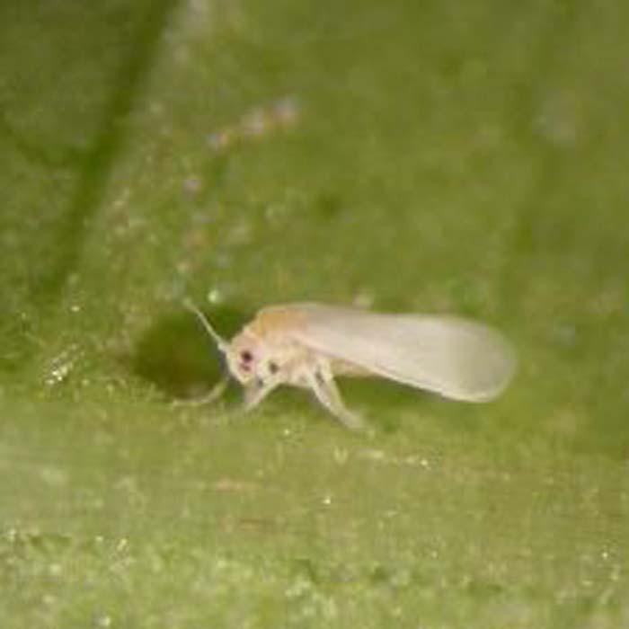 Whitefly Pest Control Programme Harrod Horticultural