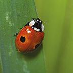 Aphid Control using Ladybirds