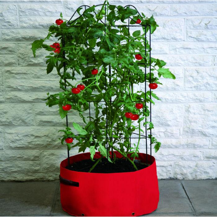 Tomato Planter - Harrod Horticultural (UK)