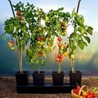 Quadgrow - Self Watering Planter