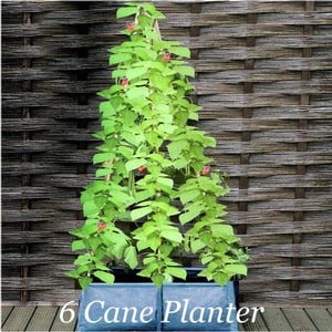 3  Cane Patio Planters