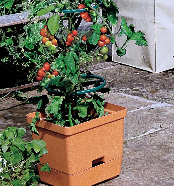 Tomato Tower Harrod Horticultural