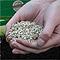 Vermiculite Vermiculite