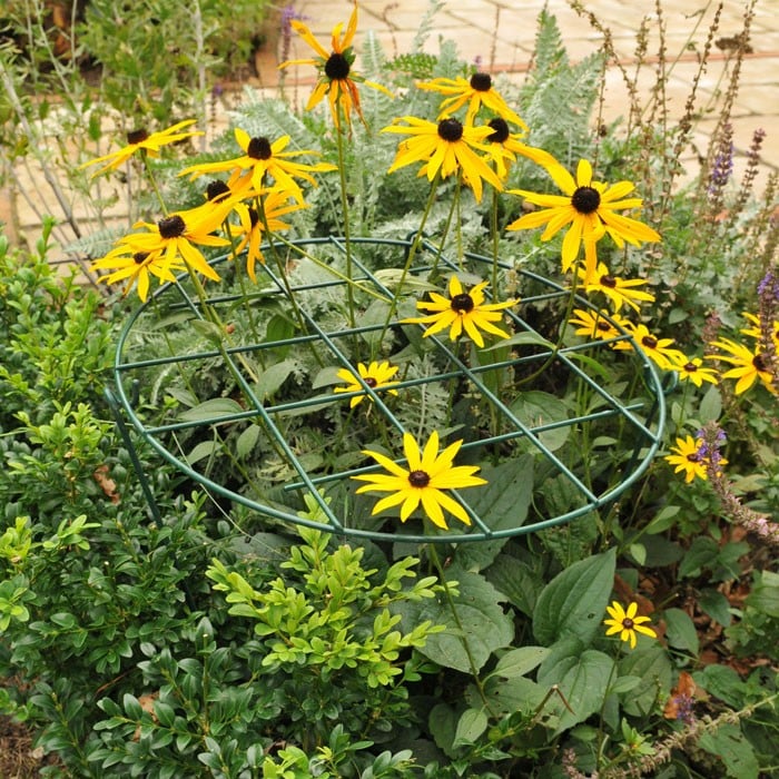 Grow Through Plant Support Rings Harrod Horticultural (UK)