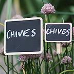Blackboard Plant Label Clips
