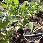 Raised Bed Irrigation Kit