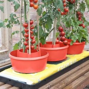 Tomato Plant Halos