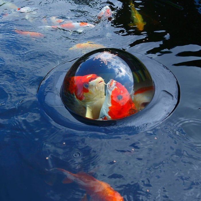 Floating Sphere for Viewing Pond Fish Harrod Horticultural