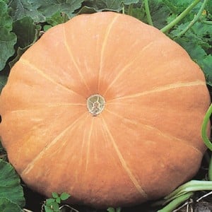 Pumpkin Hundredweight 5 Plants Organic