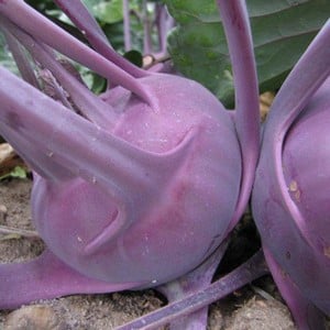 Kohl Rabi Delicacy Purple 10 Plants Organic