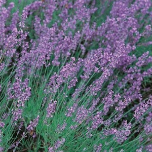 Lavender Hidcote 3 Plants Organic