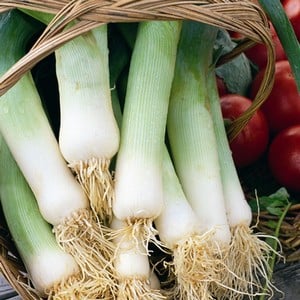 Leeks Musselborough 10 Plants Organic