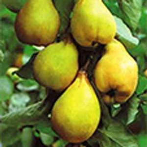 Organic Lescovaka Quince Tree