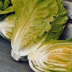Lettuce Little Gem (10 Plants) Organic