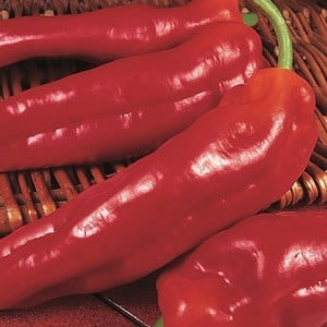 Sweet Pepper Long Red Marconi 3 Plants Organic