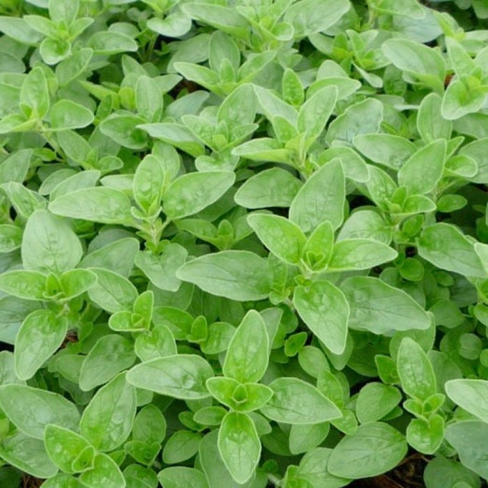 Marjoram Organic Herbs by Harrod Horticultural