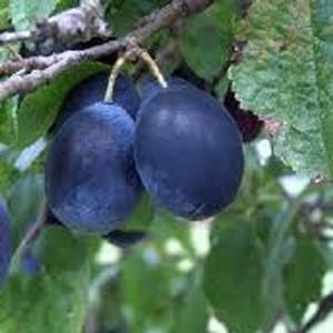 Organic Merryweather Damson Tree