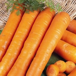 Carrots Early Nantes 20 Plants Organic