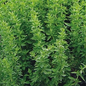 Oregano (3 Plants) Organic