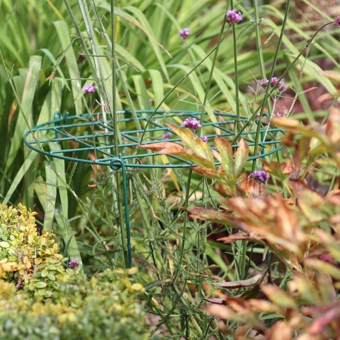 Grow Through Plant Support Rings Harrod Horticultural (UK)
