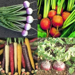 Root Vegetable Collection 55 Plants Organic