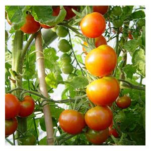 Organic Gardeners Delight Tomato Seeds