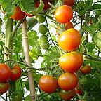 Organic Gardeners Delight Tomato Seeds