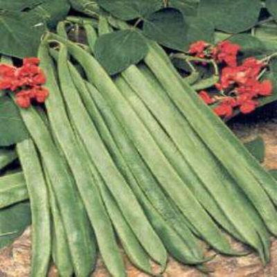 Organic Seeds on Organic Enorma Runner Bean Seeds   Harrod Horticultural  Uk