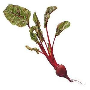 Organic Storuman Beetroot Seeds