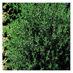 Organic Thyme Seeds