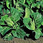 Organic Cabbage F1 Advantage Seeds