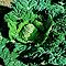 Organic Savoy Verbote Cabbage Seeds Organic Savoy Verbote Cabbage Seeds