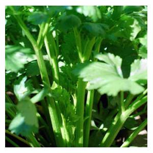 Organic Tall Utah Celery Seeds